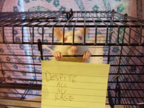 despite-all-my-rage-rat-cage-550x412